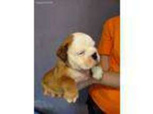 Bulldog Puppy for sale in Corinth, MS, USA