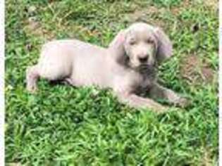 Weimaraner Puppy for sale in Dundee, NY, USA