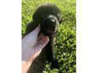 German Shepherd Dog Puppy for sale in Otway, OH, USA