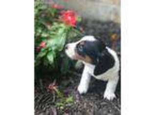 Dachshund Puppy for sale in Marbury, MD, USA