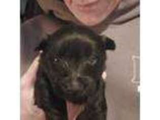 Scottish Terrier Puppy for sale in Mancelona, MI, USA
