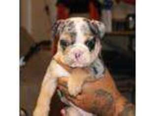 Bulldog Puppy for sale in Elk Grove, CA, USA