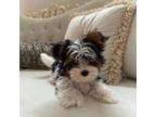 Biewer Terrier Puppy for sale in Staten Island, NY, USA