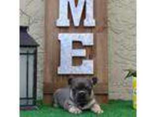 French Bulldog Puppy for sale in Port Saint Lucie, FL, USA
