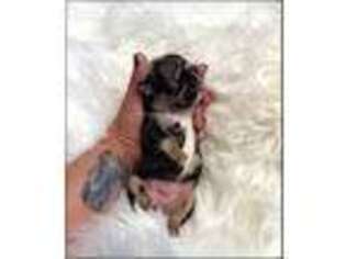 French Bulldog Puppy for sale in Centreville, VA, USA