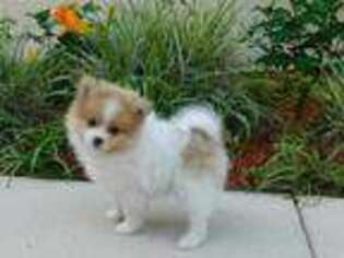 Pomeranian Puppy for sale in Saint Augustine, FL, USA