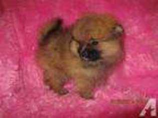 Pomeranian Puppy for sale in BRADENTON, FL, USA