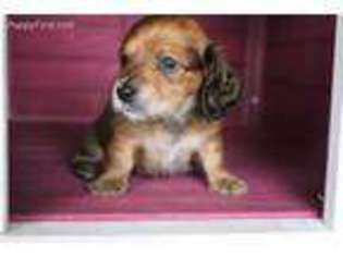 Dachshund Puppy for sale in Floresville, TX, USA