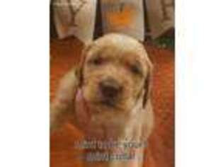 Golden Retriever Puppy for sale in Middlesboro, KY, USA
