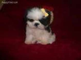 Mutt Puppy for sale in Dawsonville, GA, USA