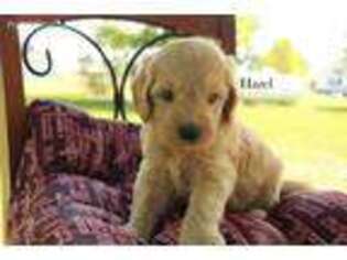 Goldendoodle Puppy for sale in Unionville Center, OH, USA