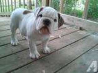 Bulldog Puppy for sale in KINMUNDY, IL, USA