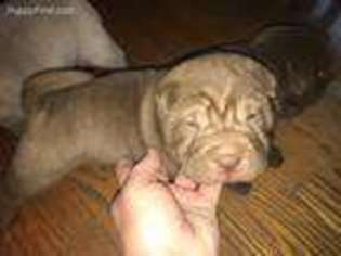 Mutt Puppy for sale in Homer, IL, USA