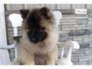 Keeshond Puppy for sale in Bloomington, IN, USA