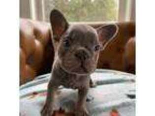 French Bulldog Puppy for sale in Tuckerton, NJ, USA