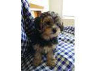 Yorkshire Terrier Puppy for sale in Newark, DE, USA