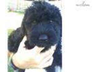 Labradoodle Puppy for sale in Cleveland, OH, USA