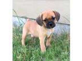 Puggle Puppy for sale in Moses Lake, WA, USA