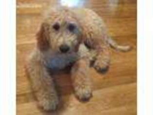 Goldendoodle Puppy for sale in New Albany, IN, USA