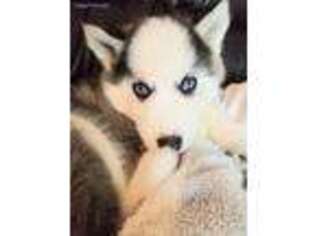 Siberian Husky Puppy for sale in Forest, VA, USA