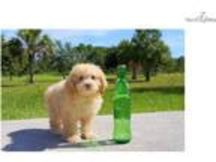 Cavapoo Puppy for sale in Orlando, FL, USA
