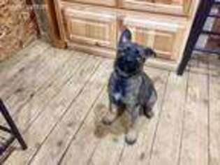 German Shepherd Dog Puppy for sale in Bonners Ferry, ID, USA