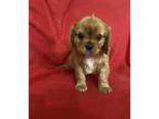 Cavalier King Charles Spaniel Puppy for sale in Greensburg, KY, USA