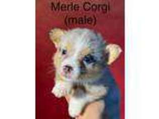 Pembroke Welsh Corgi Puppy for sale in Avery, TX, USA