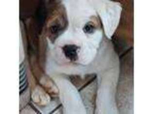 Olde English Bulldogge Puppy for sale in Sangerville, ME, USA
