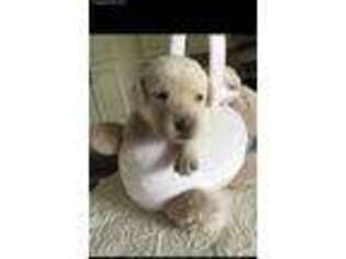 Labrador Retriever Puppy for sale in Madison, AL, USA