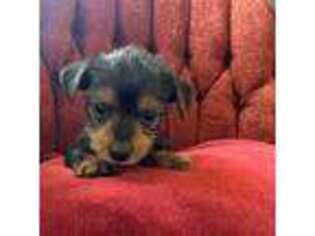 Yorkshire Terrier Puppy for sale in Pueblo West, CO, USA