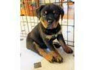 Rottweiler Puppy for sale in Atglen, PA, USA