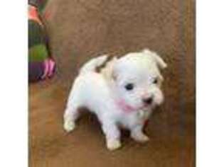 Maltese Puppy for sale in Sarasota, FL, USA