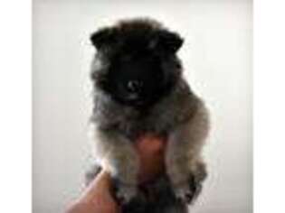 Belgian Tervuren Puppy for sale in Meredith, NH, USA