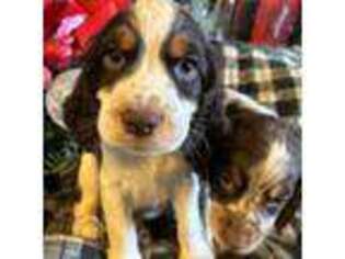 English Springer Spaniel Puppy for sale in Pearblossom, CA, USA
