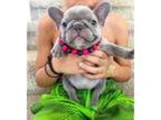 French Bulldog Puppy for sale in Parker, AZ, USA