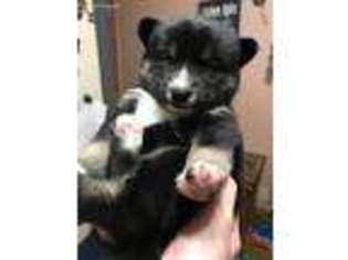 Mutt Puppy for sale in Cygnet, OH, USA