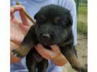 German Shepherd Dog Puppy for sale in Wilson, NC, USA
