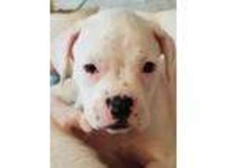 Boxer Puppy for sale in Roanoke, VA, USA