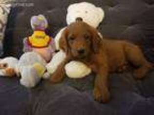 Goldendoodle Puppy for sale in Indianapolis, IN, USA