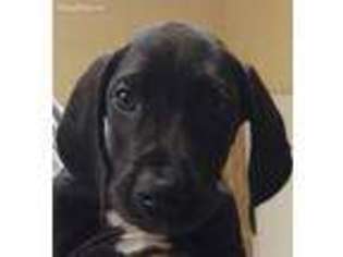Great Dane Puppy for sale in Pasadena, MD, USA