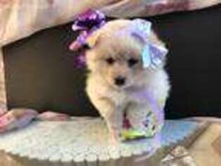 Pomeranian Puppy for sale in Skillman, NJ, USA