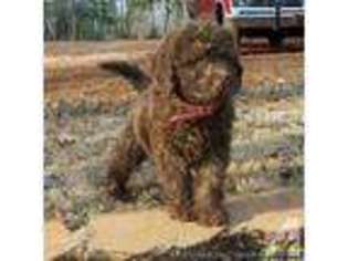 Labradoodle Puppy for sale in CARTERSVILLE, GA, USA