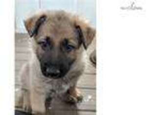 Shiloh Shepherd Puppy for sale in Nashville, TN, USA
