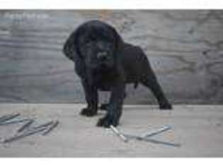 Labrador Retriever Puppy for sale in Vina, CA, USA