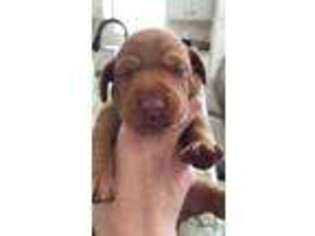 Vizsla Puppy for sale in Shelby, NC, USA