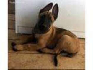 Belgian Malinois Puppy for sale in Llano, TX, USA