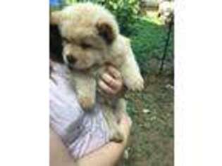 Chow Chow Puppy for sale in Talking Rock, GA, USA