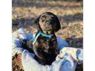 Rottweiler Puppy for sale in Chesapeake, VA, USA