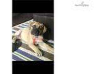Boerboel Puppy for sale in Topeka, KS, USA